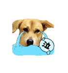 (=^・^=)Stamp家族連絡用（個別スタンプ：8）
