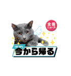 (=^・^=)Stamp家族連絡用（個別スタンプ：11）