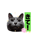 (=^・^=)Stamp家族連絡用（個別スタンプ：14）