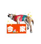 (=^・^=)Stamp家族連絡用（個別スタンプ：15）