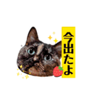 (=^・^=)Stamp家族連絡用（個別スタンプ：16）