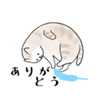 毎日使えるシンプルなねこのスタンプ2（個別スタンプ：31）