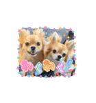 わんこの日常dog's daily life（個別スタンプ：1）