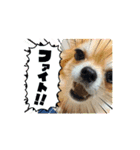 わんこの日常dog's daily life（個別スタンプ：2）