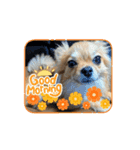 わんこの日常dog's daily life（個別スタンプ：4）