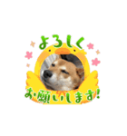動くこむぎ。（個別スタンプ：1）