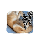 動くこむぎ。（個別スタンプ：5）