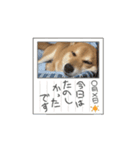 動くこむぎ。（個別スタンプ：6）