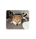 動くこむぎ。（個別スタンプ：7）