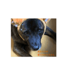 どうも。甲斐犬です♡（個別スタンプ：2）