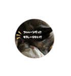 どうも。甲斐犬です♡（個別スタンプ：5）