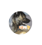 どうも。甲斐犬です♡（個別スタンプ：7）