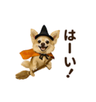 ずっと使える♡秋のチワワ♡（個別スタンプ：4）