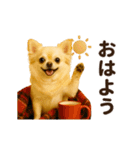 ずっと使える♡秋のチワワ♡（個別スタンプ：5）