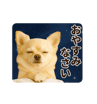 ずっと使える♡秋のチワワ♡（個別スタンプ：6）