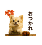ずっと使える♡秋のチワワ♡（個別スタンプ：11）