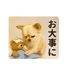 ずっと使える♡秋のチワワ♡（個別スタンプ：15）