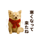 ずっと使える♡秋のチワワ♡（個別スタンプ：16）