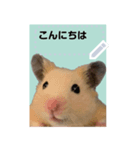 フレンズ 証明写真スタンプ メッセージ（個別スタンプ：3）