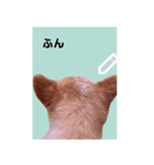 フレンズ 証明写真スタンプ メッセージ（個別スタンプ：5）