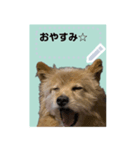 フレンズ 証明写真スタンプ メッセージ（個別スタンプ：7）