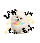 光るポメラニアン（個別スタンプ：1）