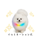 光るポメラニアン（個別スタンプ：3）