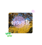 冬の日の日常台湾語 樹氷のみられる山形葉（個別スタンプ：40）