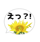 *花* ひまわり＆吹き出し（個別スタンプ：4）
