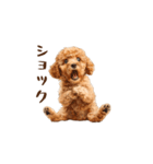 やる気なしトイプードル（個別スタンプ：3）