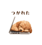 やる気なしトイプードル（個別スタンプ：18）