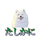 犬味 王の帰還（個別スタンプ：17）