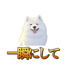 犬味 秋だもの（個別スタンプ：3）