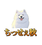 犬味 秋だもの（個別スタンプ：5）