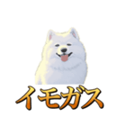 犬味 秋だもの（個別スタンプ：13）