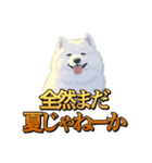 犬味 秋だもの（個別スタンプ：21）