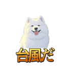 犬味 秋だもの（個別スタンプ：23）