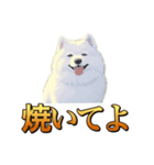 犬味 秋だもの（個別スタンプ：34）