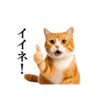 動く！リアル猫の日常4（個別スタンプ：1）