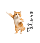 動く！リアル猫の日常4（個別スタンプ：2）