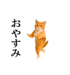 動く！リアル猫の日常4（個別スタンプ：8）