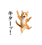 動く！リアル猫の日常4（個別スタンプ：11）
