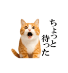 動く！リアル猫の日常4（個別スタンプ：12）