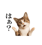 動く！リアル猫の日常4（個別スタンプ：14）