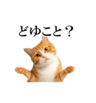 動く！リアル猫の日常4（個別スタンプ：15）