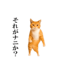 動く！リアル猫の日常4（個別スタンプ：19）
