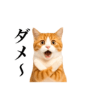 動く！リアル猫の日常4（個別スタンプ：20）