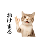 動く！リアル猫の日常4（個別スタンプ：22）