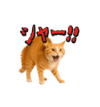 動く！リアル猫の日常4（個別スタンプ：24）