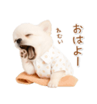 ネガティブな癒し白チワワ（個別スタンプ：1）